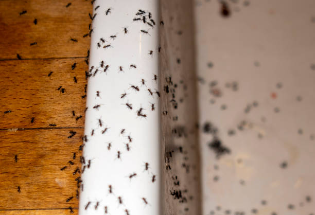 Best Best Pest Control Companies  in Lexington, MI